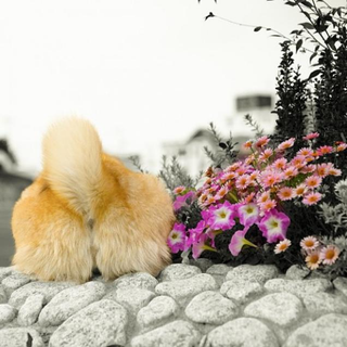 Illustration for article titled Here, Have Some Dog Butt Curry